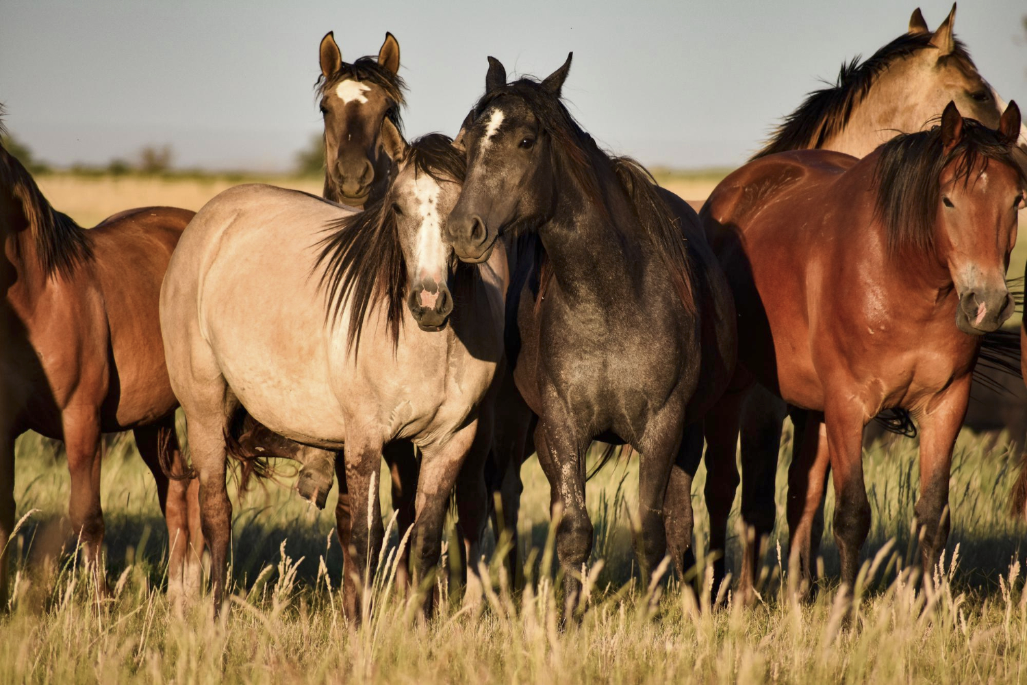 15 ras koni, które warto znać – najpopularniejsze konie z Polski i świata